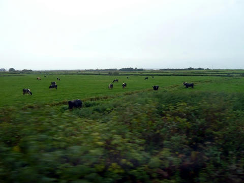 宗谷本線から望むサロベツ原野の牛