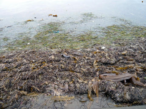 宗谷岬の海岸の藻屑